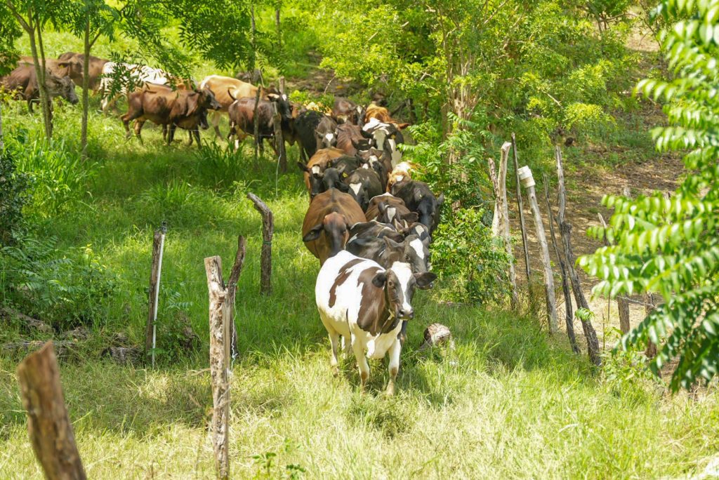 thumbnail_Sector primario foto 5