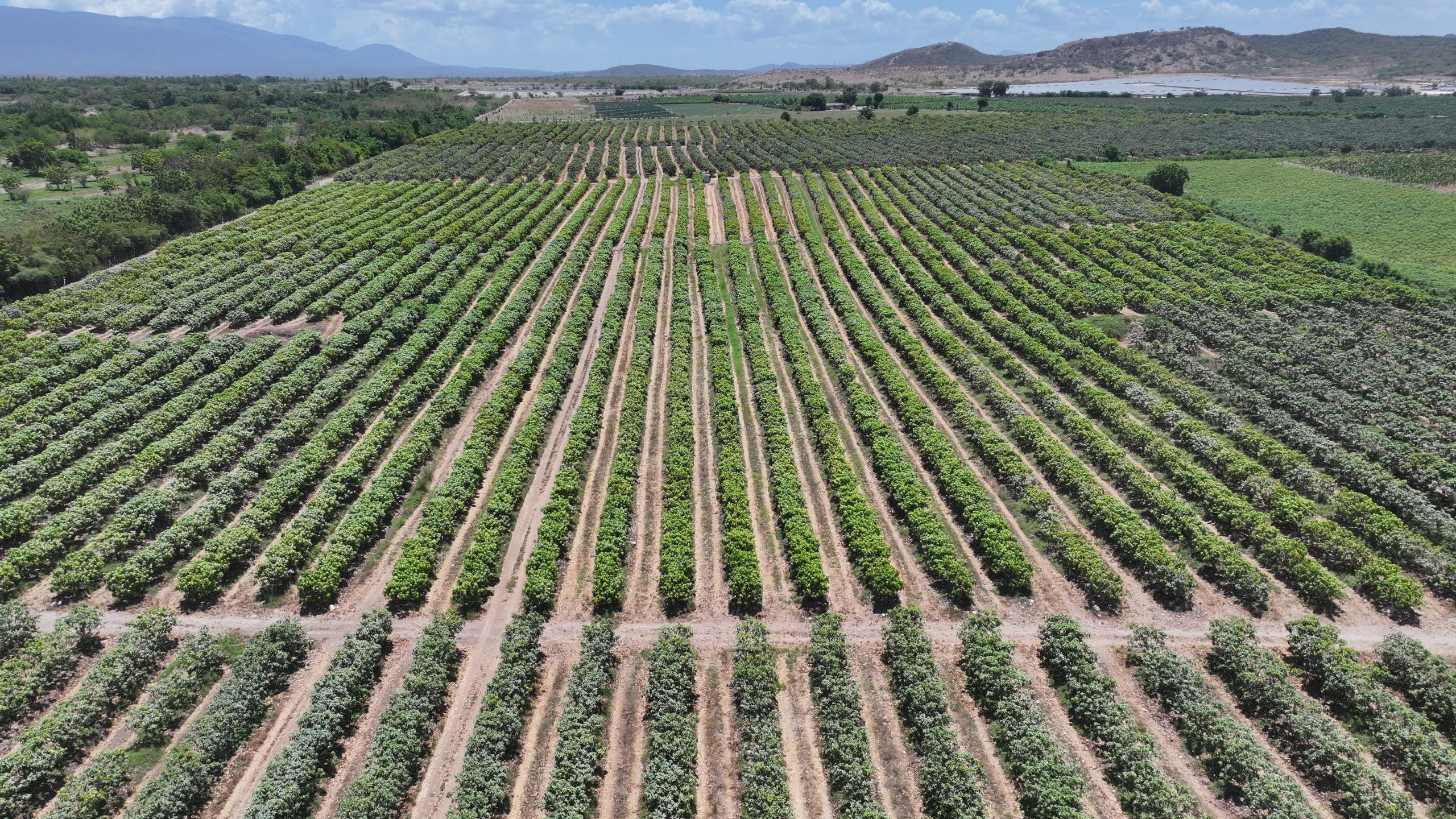 Gobierno da continuidad al proyecto Azua II – Pueblo Viejo, fortaleciendo el desarrollo agrícola de la provincia.-